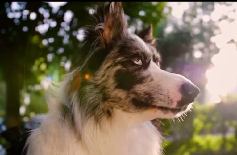 Camping avec son chien en Bretagne Sud : guide pratique à Belz